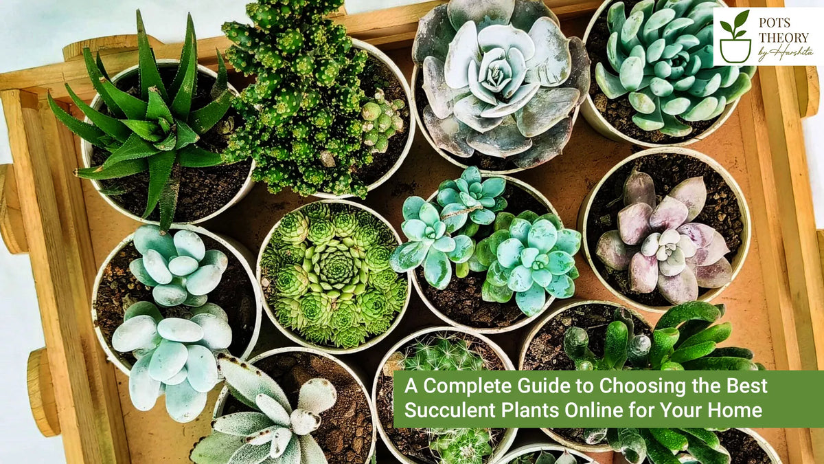A Complete Guide to Choosing the Best Succulent Plants Online for Your   Pots Theory