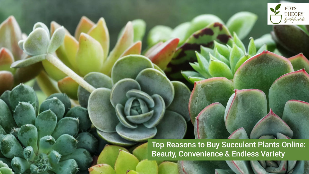 Top Reasons to Buy Succulent Plants Online: Beauty, Convenience & Endl   Pots Theory