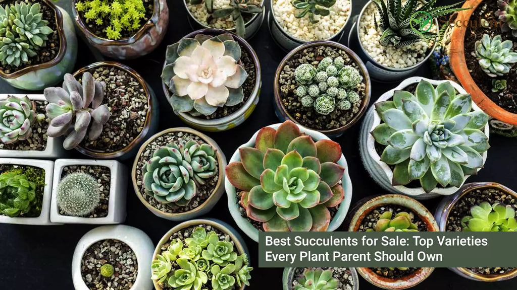 Best Succulents for Sale: Top Varieties Every Plant Parent Should Own