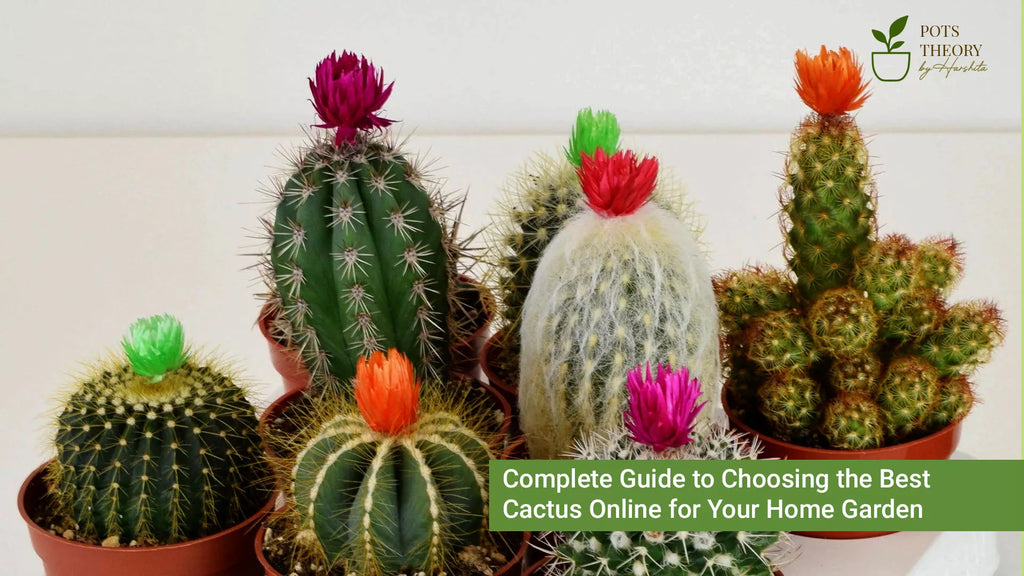 Complete Guide to Choosing the Best Cactus Online for Your Home Garden   Pots Theory