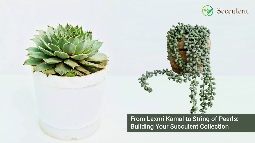 From Laxmi Kamal to String of Pearls: Building Your Succulent Collection
