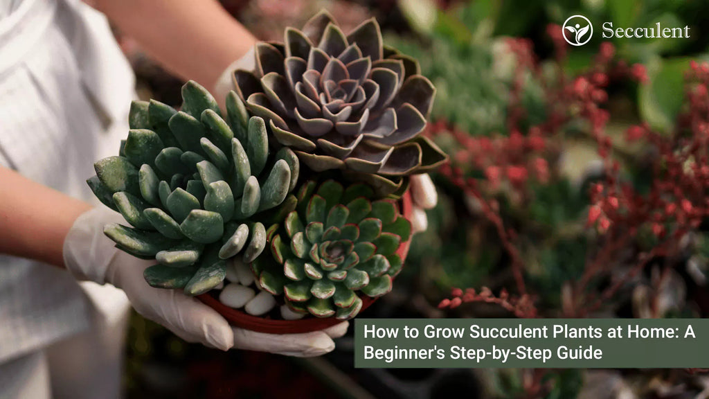 How to Grow Succulent Plants at Home: A Beginner's Step-by-Step Guide