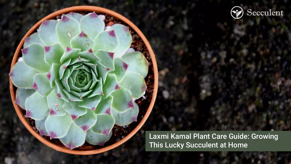 Laxmi Kamal Plant Care Guide: Growing This Lucky Succulent at Home