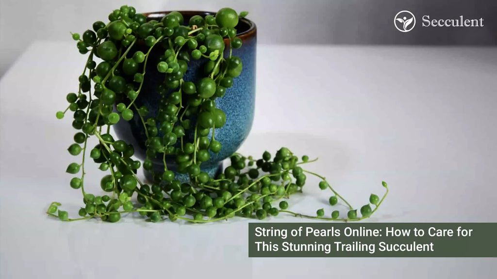 String of Pearls Online: How to Care for This Stunning Trailing Succulent