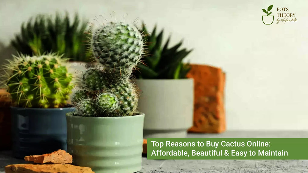Top Reasons to Buy Cactus Online: Affordable, Beautiful & Easy to Main   Pots Theory