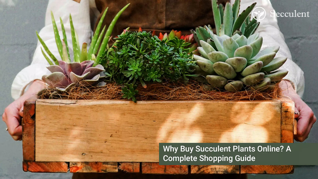 Why Buy Succulent Plants Online? A Complete Shopping Guide