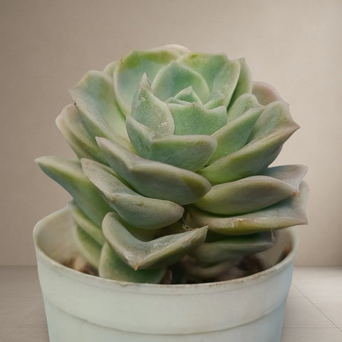 Graptoveria Lovely Rose [Bare Rooted]