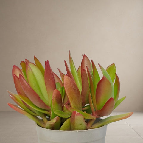 Crassula Campfire plus [Bare Rooted]