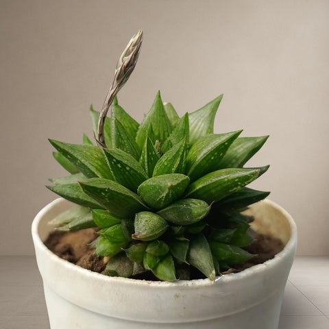 Haworthia Cymbiformis [Bare Rooted]