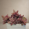 Red Shaded Sedum [Bare Rooted]