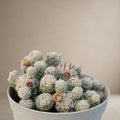 Thimble Cactus [Bare Rooted]