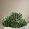 Pincushin Cactus [Bare Rooted]