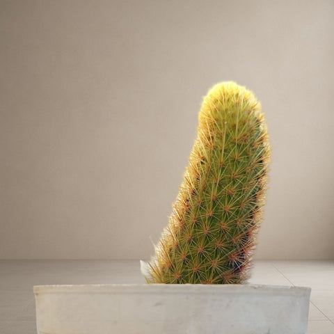 Monkey Tail Cactus [Bare Rooted]