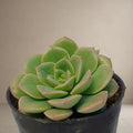 Sedeveria Green [Bare Rooted]