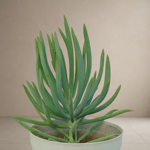 Dwarf Green Chalksticks [Bare Rooted]
