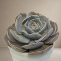 Echeveria Lilacina [Bare Rooted]