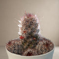 Mammillaria Grahamii Cactus- Red Apparent [Bare Rooted]