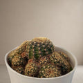 Crown Cactus [Bare Rooted]