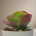Kalanchoe Thyrsiflora -Paddle 