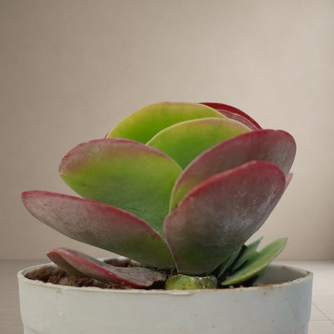 Kalanchoe Thyrsiflora -Paddle "Elephant ear" [Bare Rooted]