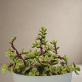 Portulacaria Afra- Elephant Bush [Bare Rooted]