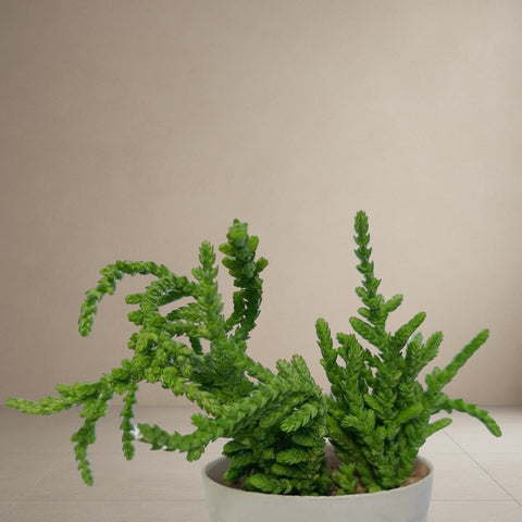 Crassula Muscosa "Princess Pine" [Bare Rooted]