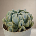 Echeveria Runyonii- Topsy Turvy [Bare Rooted]