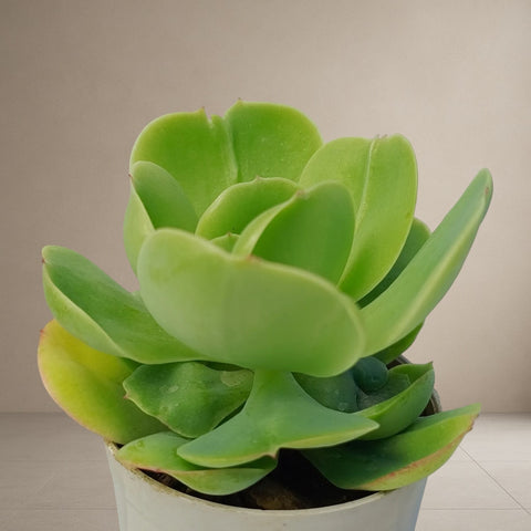 Echeveria Pallida [Bare Rooted]