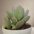 Pachyphytum Oviferum - Moon Stone [Bare Rooted]
