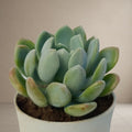 Pachyveria Scheideckeri Succulent- Globe [Bare Rooted]