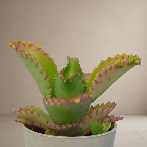 Mother Of Thousands [Bare Rooted]