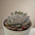 Echeveria 'Azulita' Chocolate [Bare Rooted]