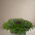 Sempervivum Calcareum - Laxmi Kamal [Bare Rooted]