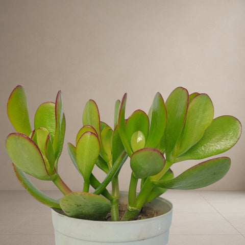 Crassula Ovata - Money Tree “Kuberakshi Plant” [Bare Rooted]