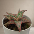 Aloe Donnie “Christmas Carol”-[Bare Rooted]