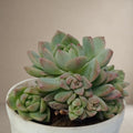 Echeveria Colorata [Bare Rooted]