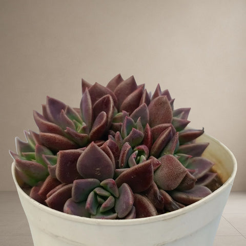 Echeveria Kimnachii [Bare Rooted]
