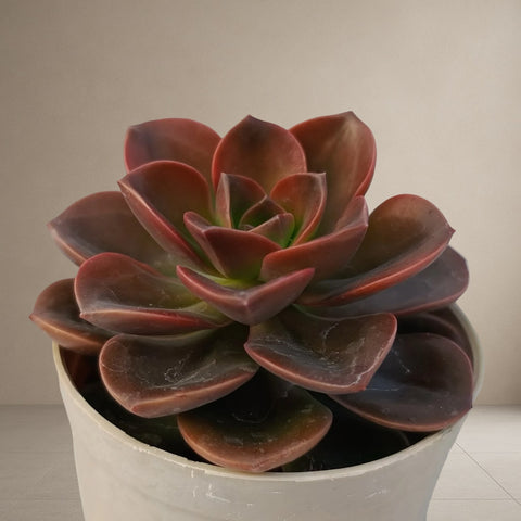 Echeveria Chroma [Bare Rooted]