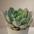 Echeveria Blue Fairy [Bare Rooted]