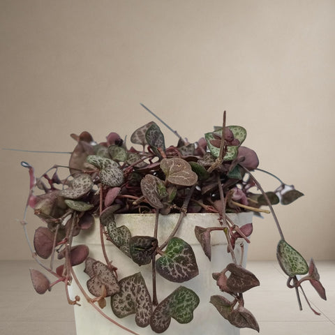 String Of Hearts [Bare Rooted]