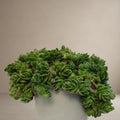 Cascade Stonecrop - Sedum Divergens [Bare Rooted]