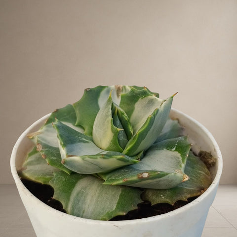 Agave Isthmensis 'Haji Raijin' Verigated -[Bare Rooted]