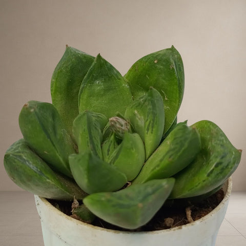 Haworthia Cuspidata [Bare Rooted]