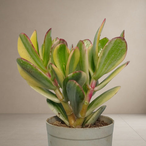 Crassula Sunset Jade - Verigated [Bare Rooted]