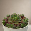 Sempervivum Glowing Embers [Bare Rooted]