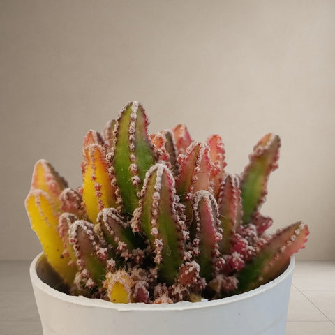 Variegated Fairy Castle Cactus [Bare Rooted]