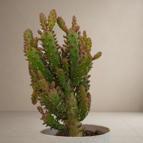 Maihueniopsis Cactus [Bare Rooted]