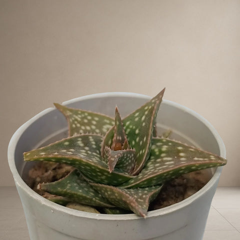 Echeveria "White Fox" [Bare Rooted]