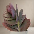 Kalanchoe Butterfly 'Purple Beauty' Verigated' [Bare Rooted]