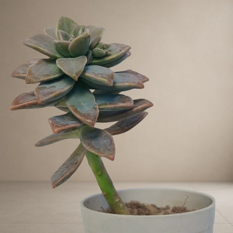 Graptoveria Titubans [Bare Rooted]